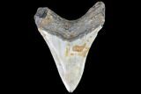 Fossil Megalodon Tooth - North Carolina #105004-2